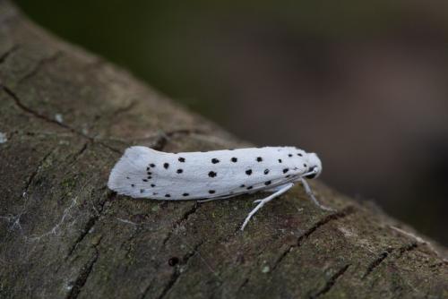 Yponomeuta sp.